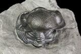 Wide Enrolled Eldredgeops (Phacops) Trilobite - New York #85396-4